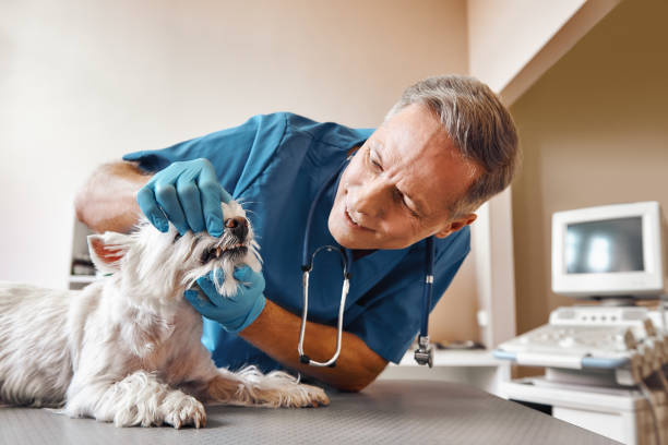 Best Emergency Denture Repair in Park Hills, MO